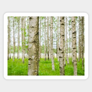 Birch Trees Sticker